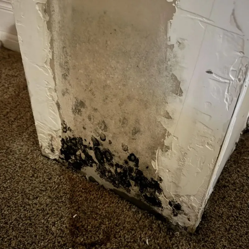 Professional Mold Removal in Hebron, OH